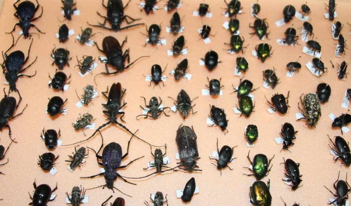 Böcekler Cinayetleri Aydınlatıyor: Ölüm Zamanı Entomolojiyle Belirleniyor