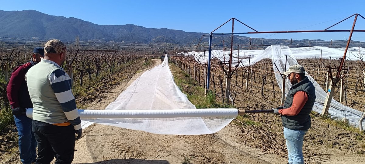 Sarıgöl'de üzüm bağları doluya karşı fileyle korunuyor