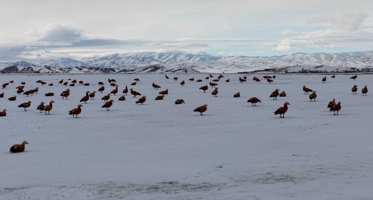 Sadakatiyle Bilinen Angut Kuşlarının Göçü Erzincan’da Görüntülendi