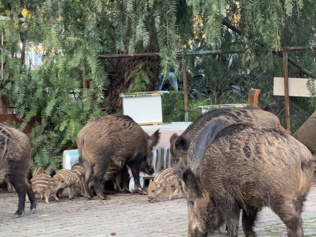 İzmir’de Yaban Domuzları Gündüz Vakti Sokaklarda Görüntülendi
