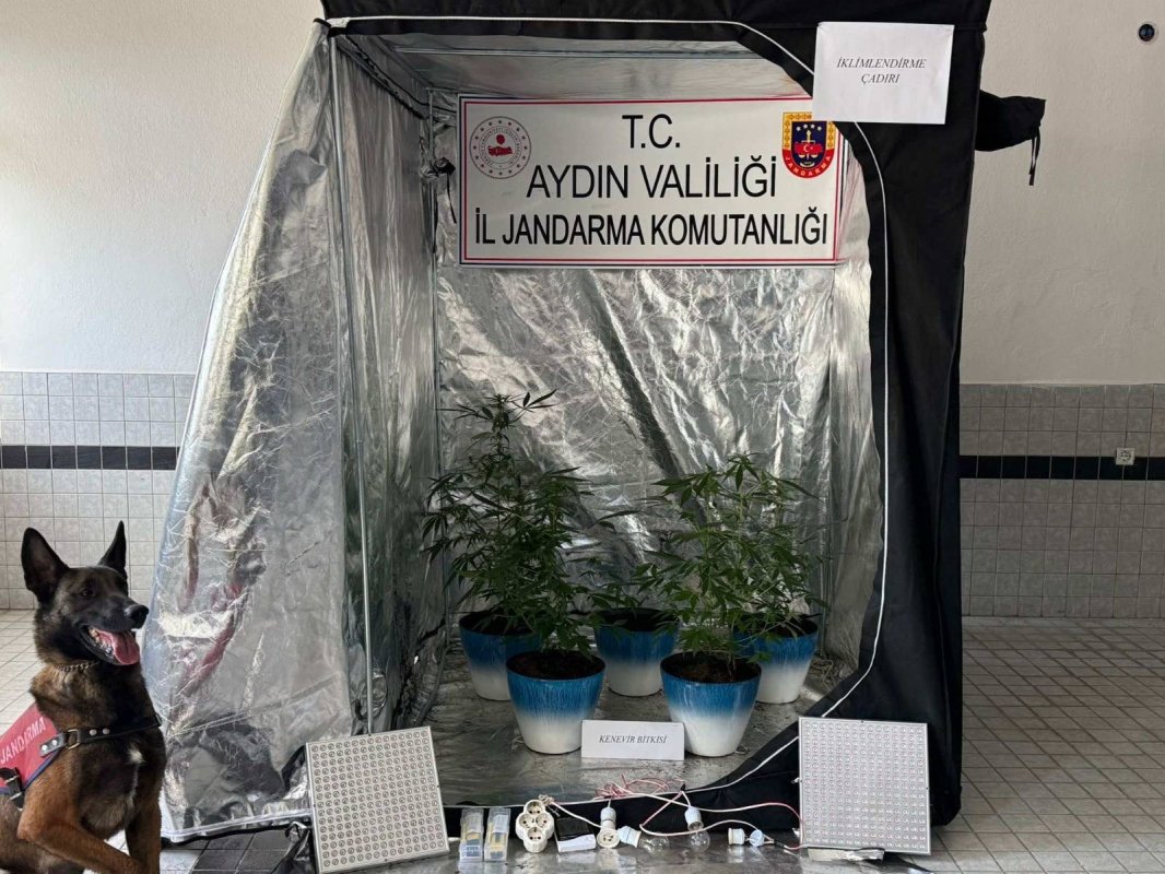 Evde Özel Düzenekle Kenevir Yetiştiren Şüpheli Yakalandı