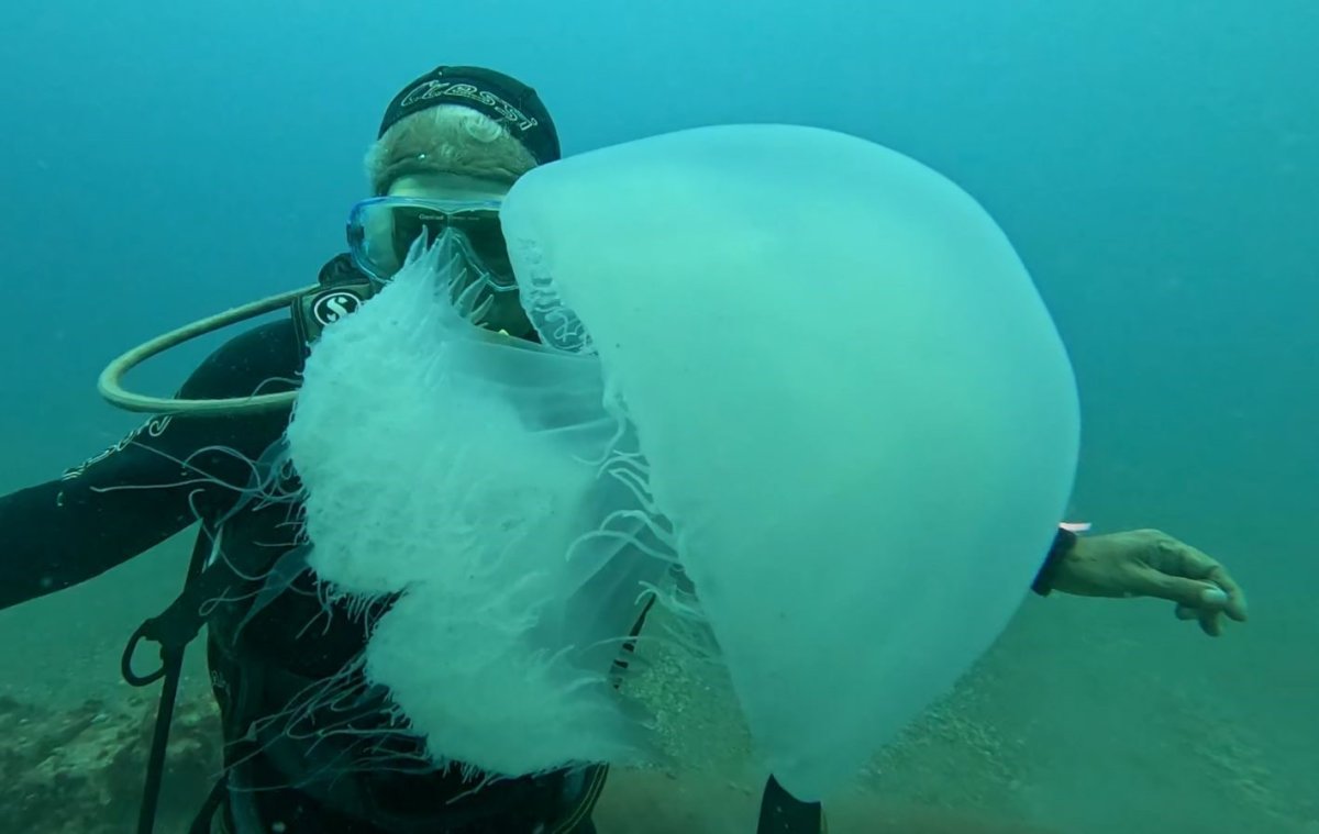 Dev Denizanaları Balıkçıların Kabusu Oldu