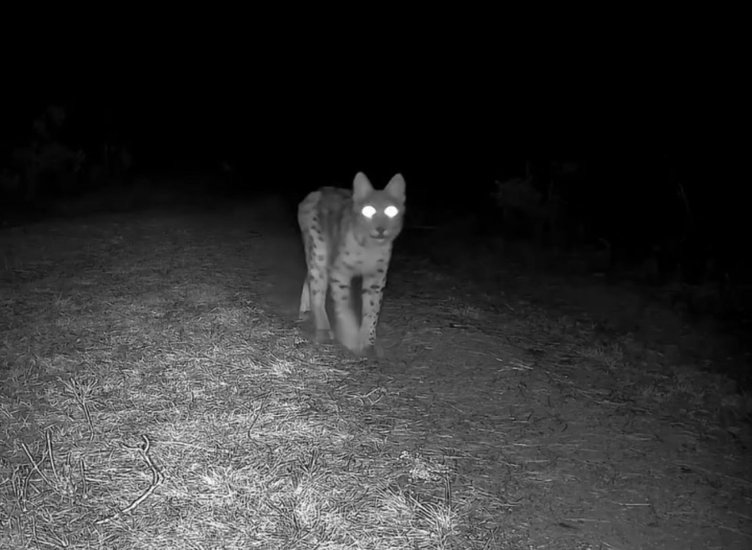 Karabük'te Vaşak Fotokapanla Görüntülendi