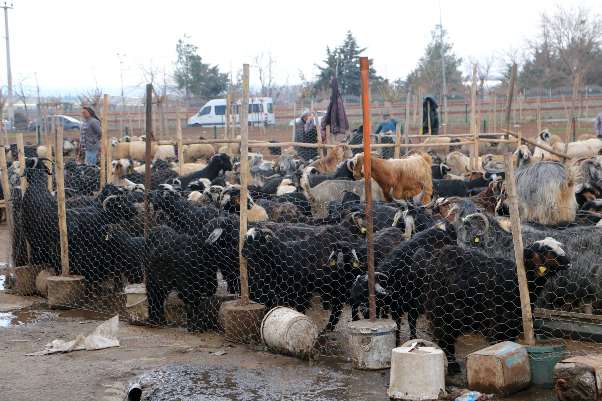 Diyarbakır’da Bayram Öncesi Hayvan Pazarına Yoğun İlgi