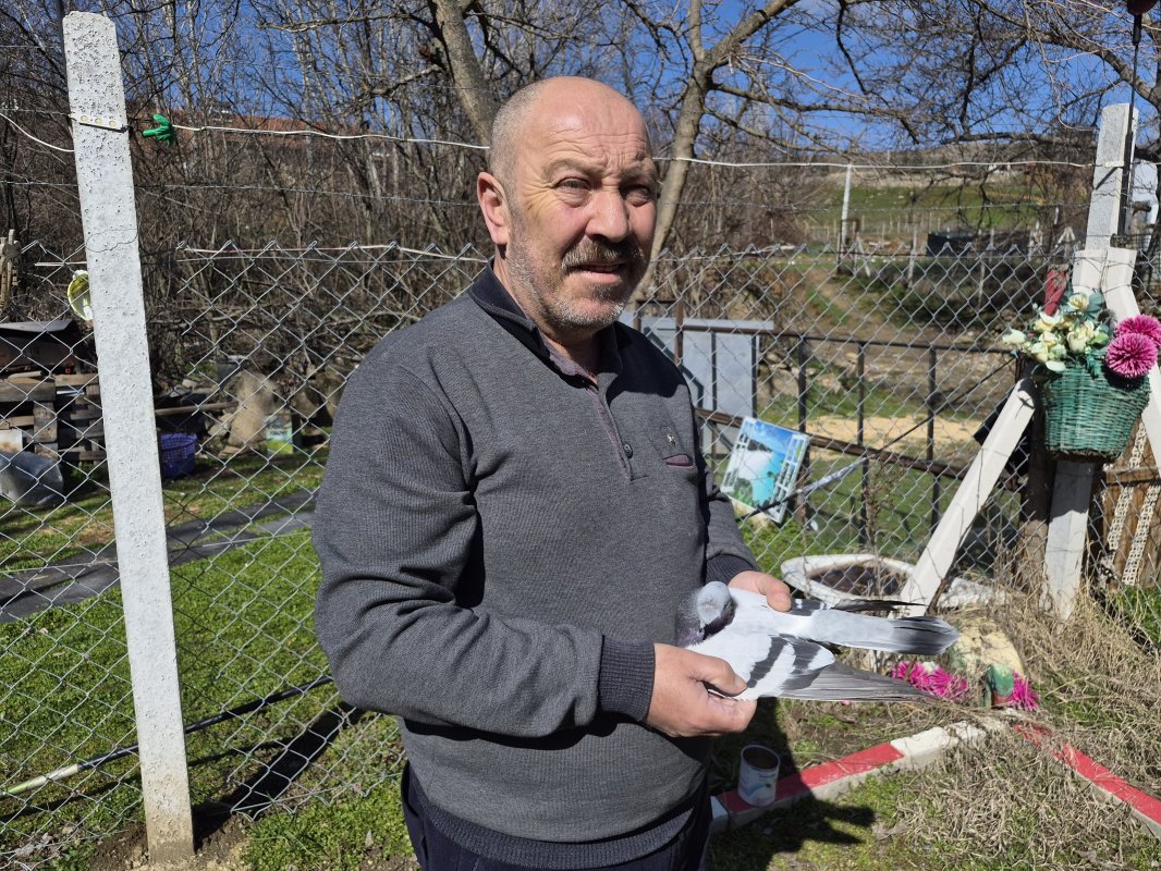 Güvercin Tutkusu 43 Yıldır Sürüyor: “Bir Ev Parasına Kuş Veren Var”