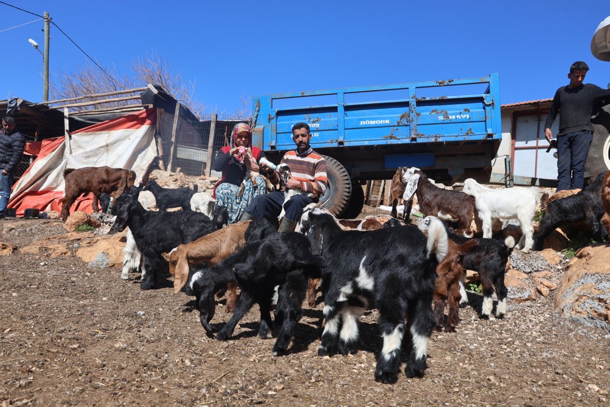 Zehirli Su Felaketi: Telef Olan Hayvanların Yavruları Biberonla Yaşatılıyor