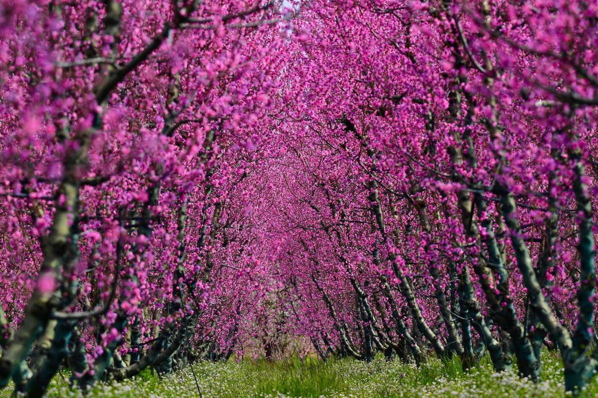 İznik Ovası’nda Bahar Şöleni