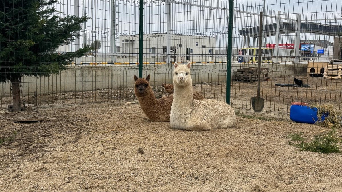 İpsala’da Kaçak Hayvan Operasyonu: Minibüsten Alpakalar Çıktı