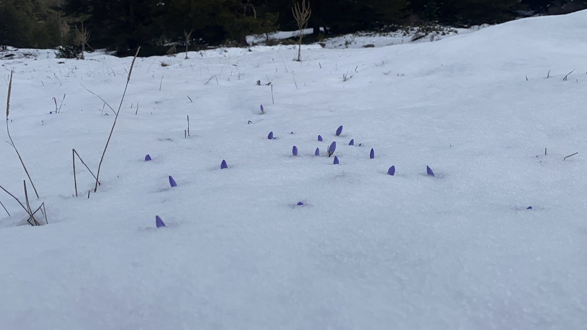 Bolu’da Açan Çiğdemler Kar Altında Kaldı