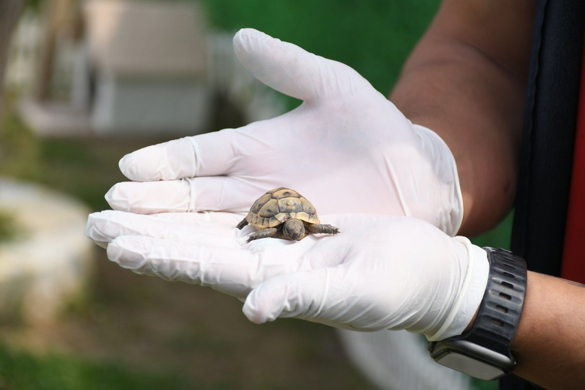 Kuşadası’nda Kaplumbağalar İçin Özel Yaşam Alanı Oluşturuldu