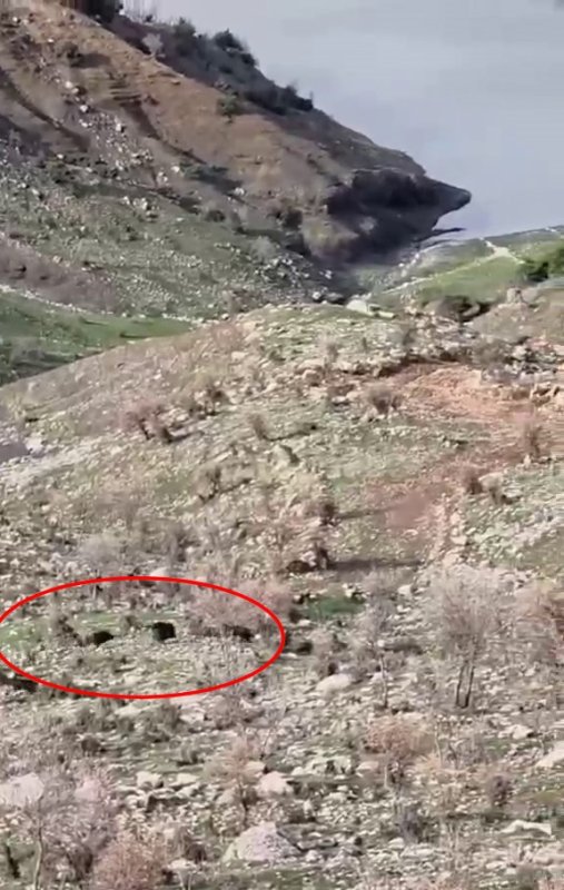 Domuzlar Sürüye Saldırdı, Çoban Köpeği Müdahale Etti