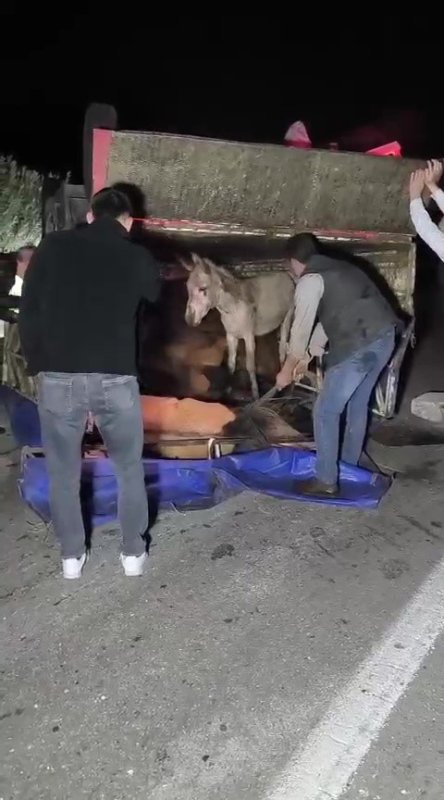Eşek Yüklü Kamyonet Devrildi: Hayvanlar Yola Savruldu