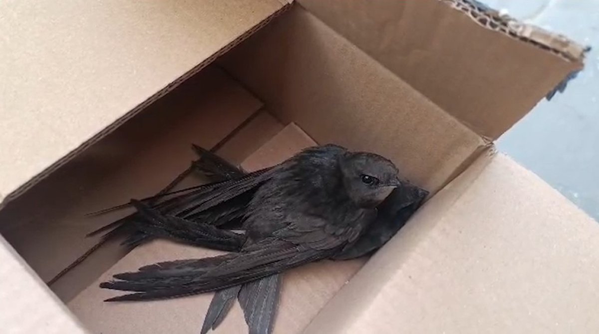 Hatay’da Ebabil Kuşlarına Polisten Şefkat