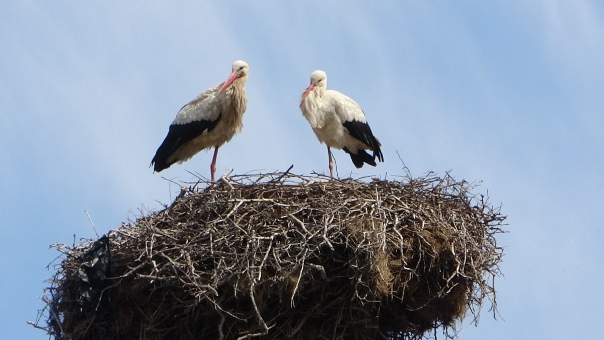 Hasköy’de Leylekler 18 Yuvayı Yeniden Doldurdu