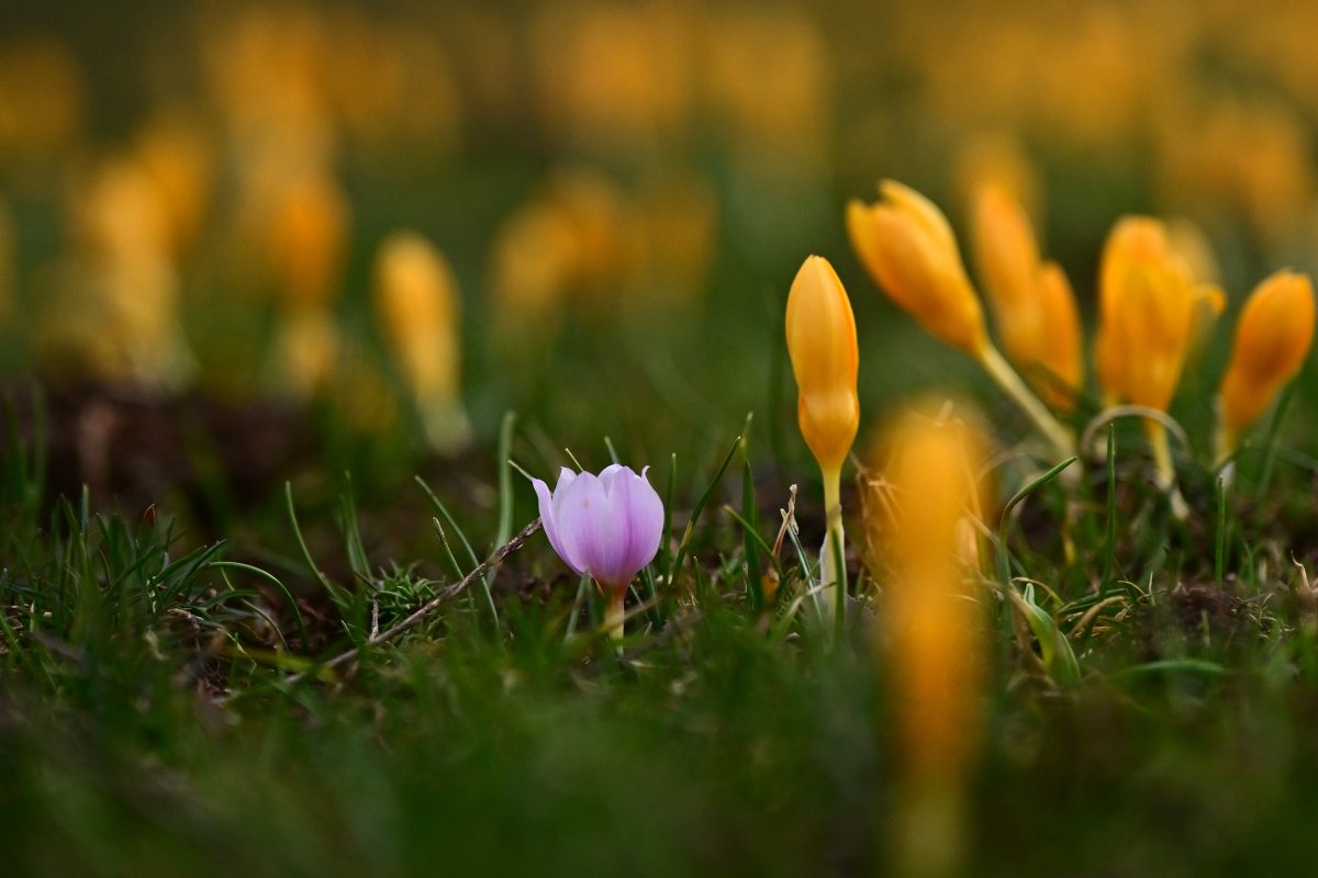 Süleymaniye’de Çiğdemler Açtı: Kar Ve Bahar Bir Arada