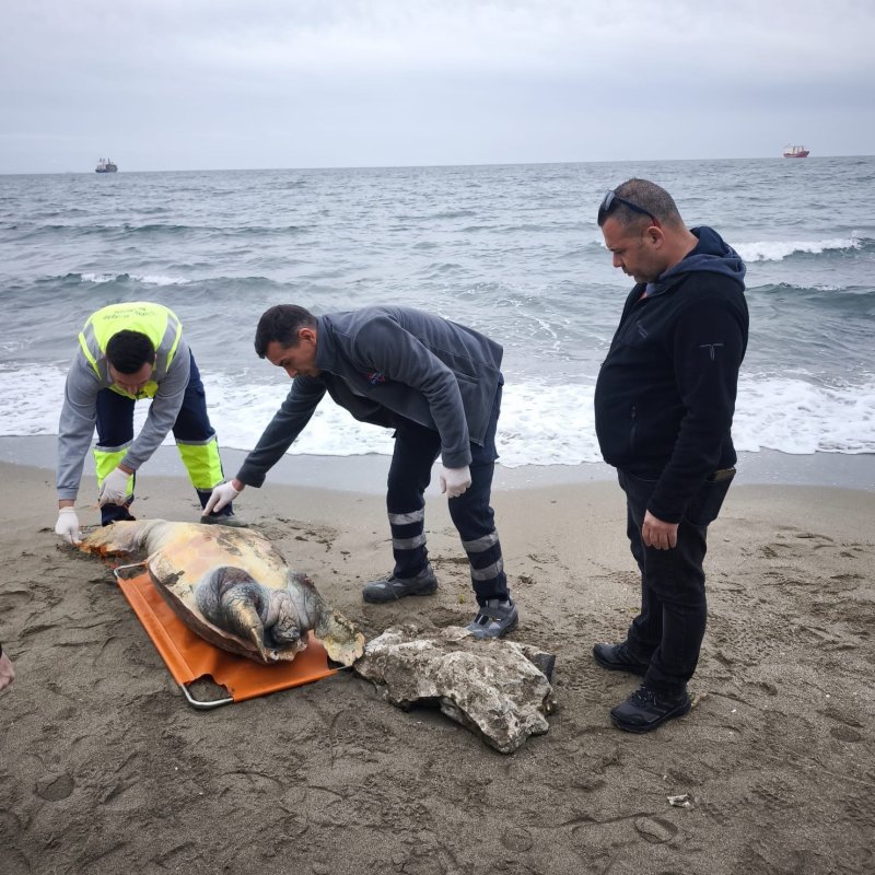 Tekirdağ Sahiline Ölü Caretta Caretta Vurdu