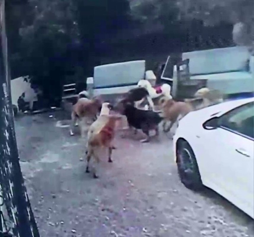 Köpek Sürüsü Kediyi Parçaladı, Mahallede Korku