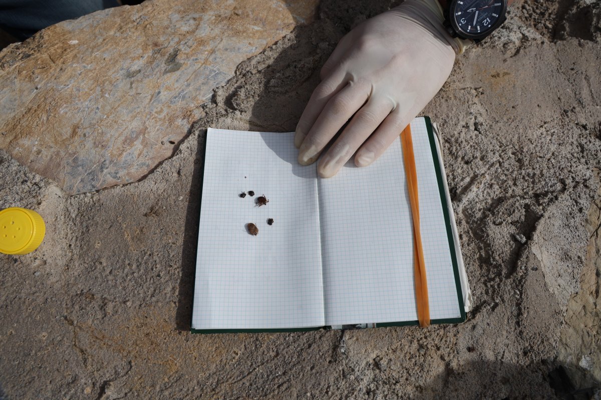 Kene Alarmı: Bu Yıl Popülasyon Artabilir