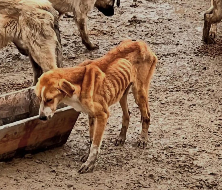 Bozüyük’te Barınak İddiası: Köpekler Birbirini Yedi