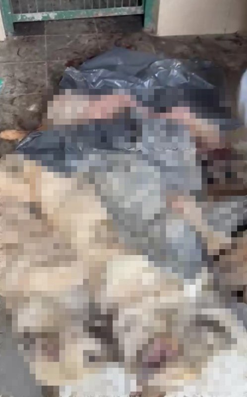 Bozüyük’te barınak skandalı büyüyor