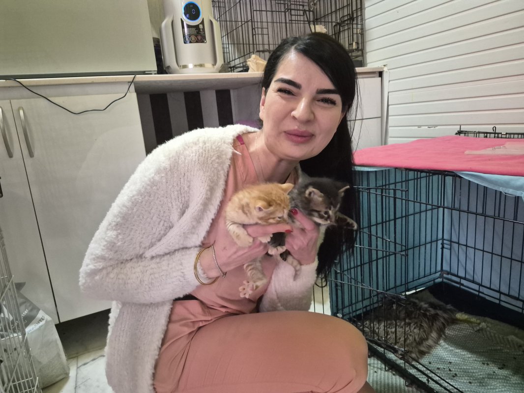 Hamile Kedi Veteriner Kliniğine Sığındı, 4 Yavru Doğurdu