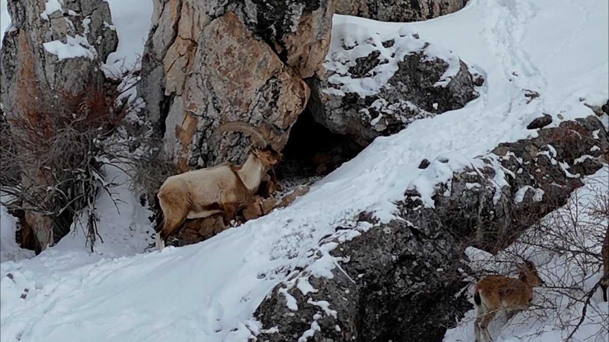 Aladağlar’da Kartpostallık Kış Manzarası: Dağ Keçileri Görüntülendi