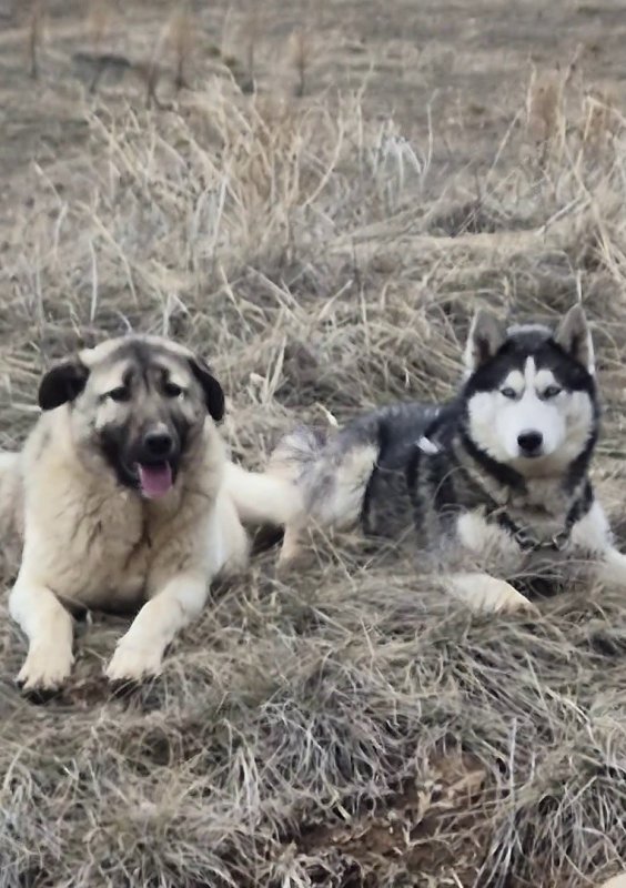 Rus Güzele Gönlünü Kaptıran Kangal Gündem Oldu: “Bizim Erkeklerimiz Böyledir”