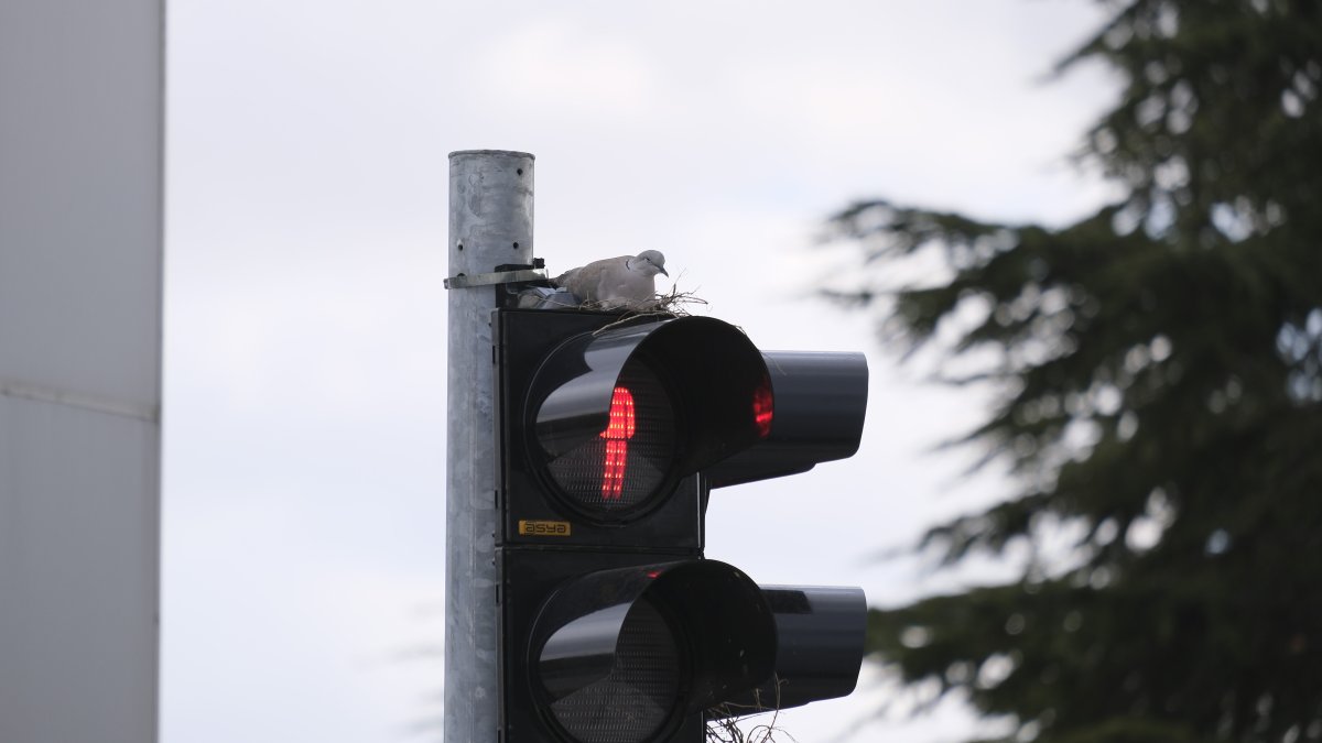 Karaman’da Trafik Lambasına Yuva Yapan Kumru Şaşırttı