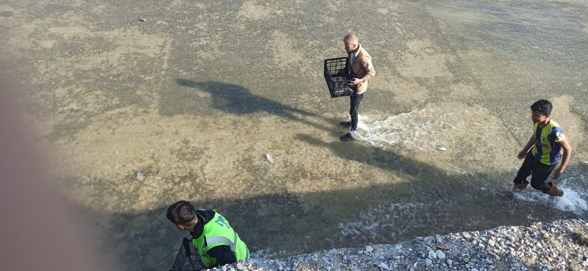 Akıntıya Kapılan Balıkları Yakalamak İçin Yarıştılar