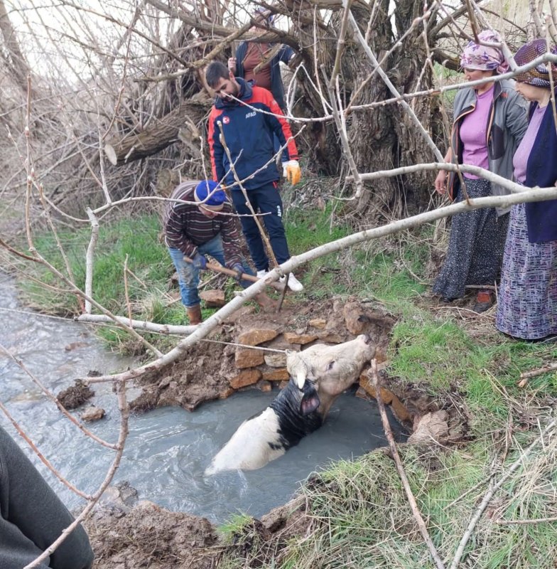 Kuyuya Düşen Büyükbaş AFAD Ekiplerince Kurtarıldı