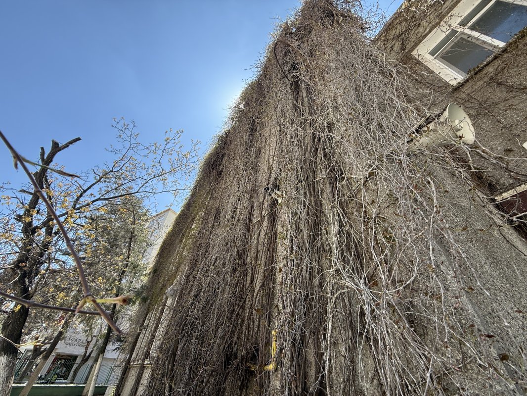 Sarmaşıklı Camii’nde Bahar Canlanması Başladı