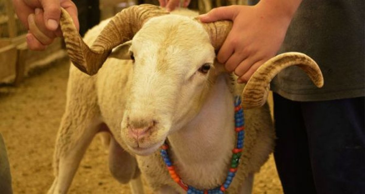 2026 Vekaletle Kurban Bedeli Açıklandı! Yurt İçi ve Yurt Dışı Fiyatlar Belli Oldu