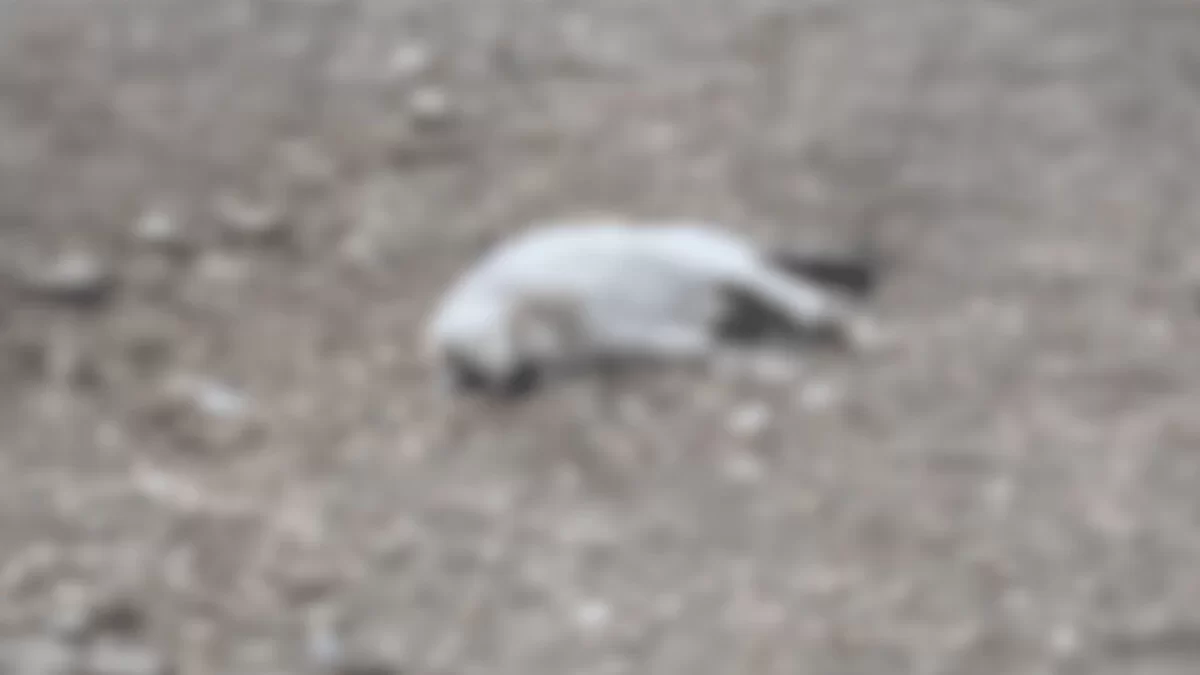 Eskişehir’de Mahalle Sakinleri Endişeli: “Hayvana Bunu Yapan İnsana Da Yapar”