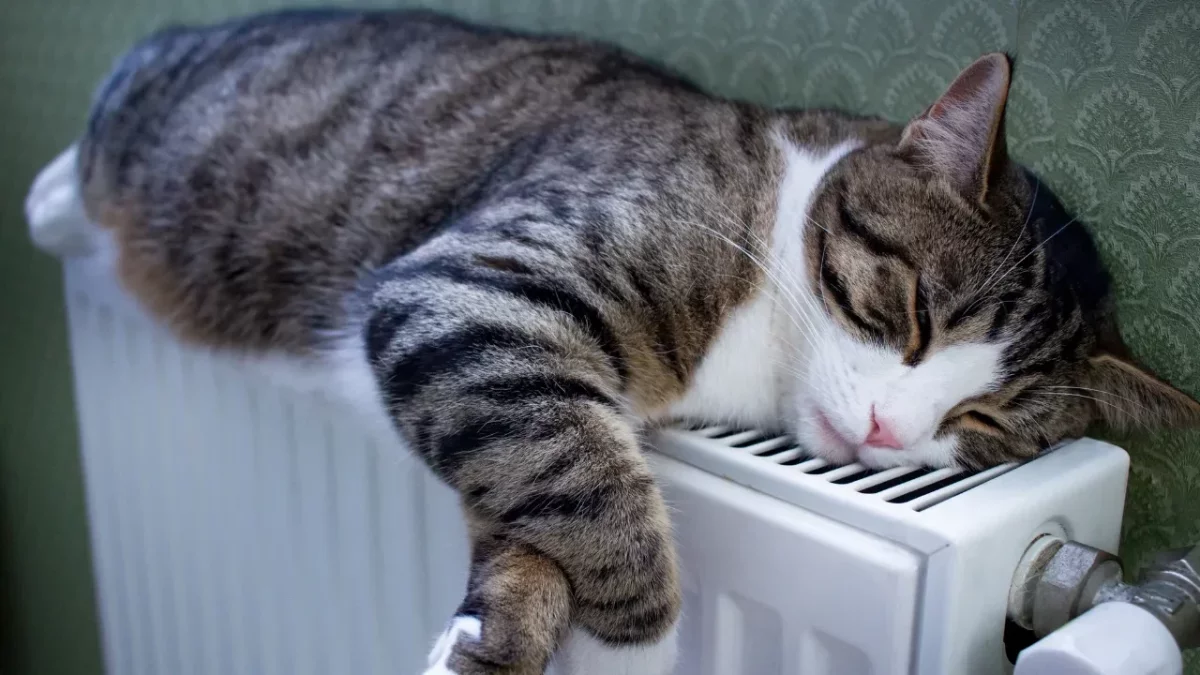 Martta Zam Listesi Açıklandı: Evcil Hayvan Sahiplerini Üzecek Detay!