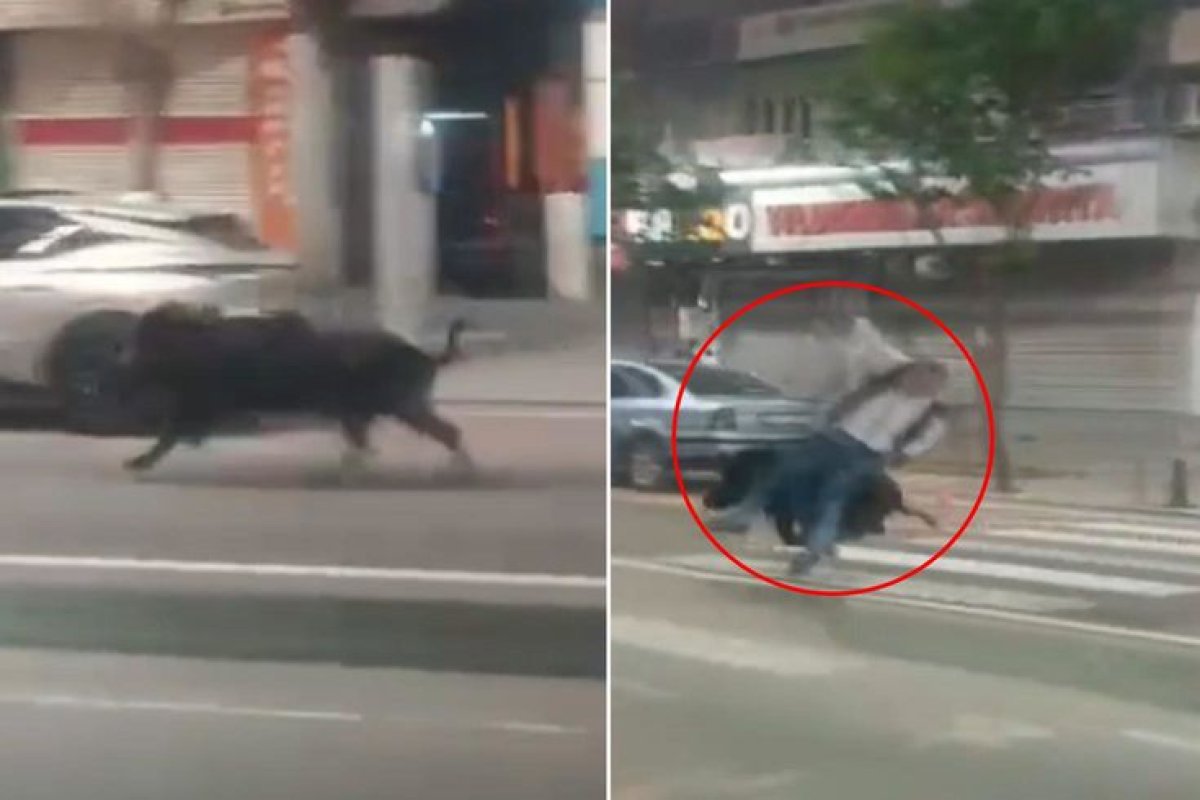 Kent Merkezine İnen Yaban Domuzu 3 Kişiyi Yaraladı